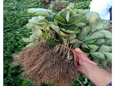 大叶九九草莓苗 高产耐严寒 根系完整度高 缓苗快图3