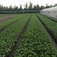 四川草莓苗种植注意事项
