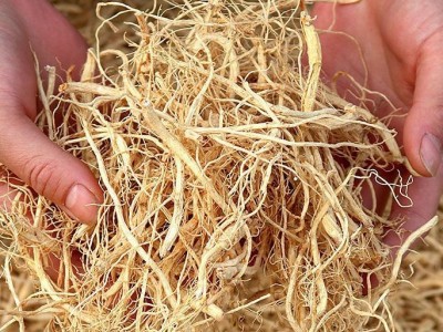 人参须长白山野山参须根白参须泡水茶酒煲汤散装人参须子东北特产图2