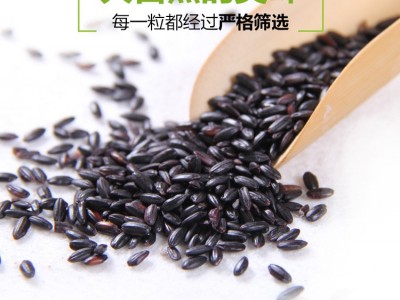 东北五常黑米1斤500克黑米黑香米黑大米粥料五谷杂粮糯米厂家批发图5