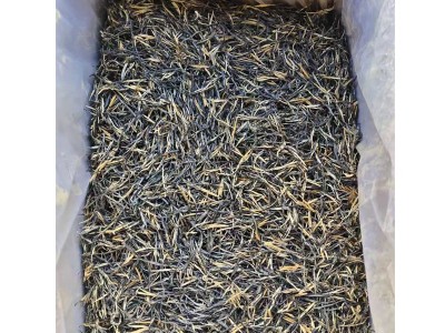 凤庆滇红古树松针图5