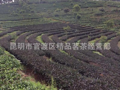 明前头春大树茶 澜沧特级紫鹃紫茶普洱茶 散生茶 散茶批发图2