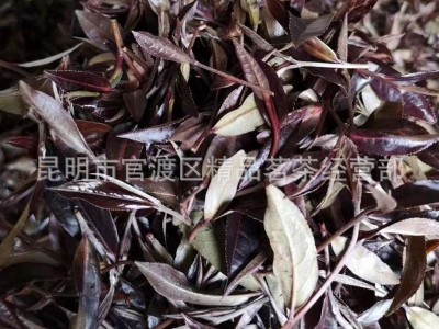 明前头春大树茶 澜沧特级紫鹃紫茶普洱茶 散生茶 散茶批发图3
