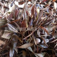 明前头春大树茶 澜沧特级紫鹃紫茶普洱茶 散生茶 散茶批发