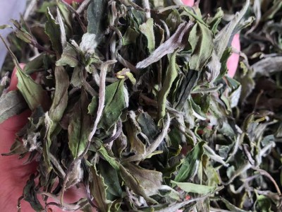 2022年新茶春茶高山白牡丹福建白茶散茶500g装厂家直销一件代发图3