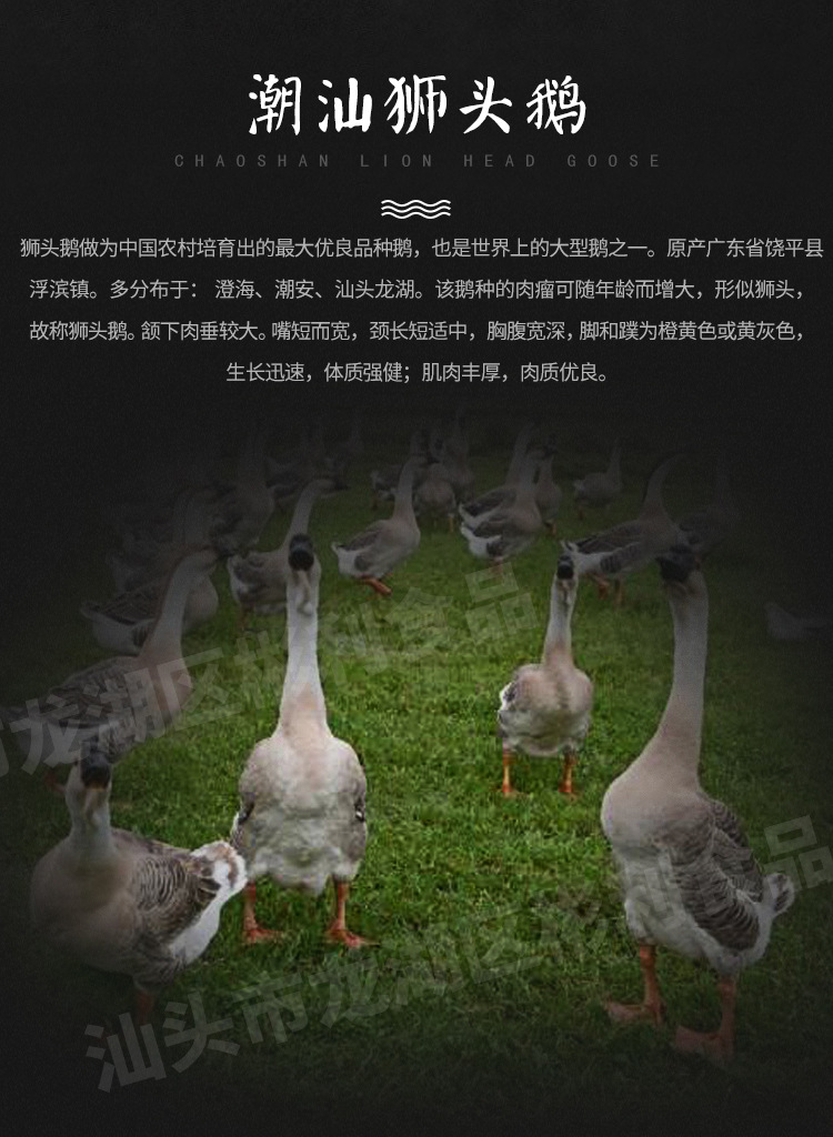 全鹅-小_02.jpg