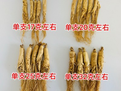 吉林人参 长白山人参 批发 干人参 生晒参 园参 东北特产 白参图3