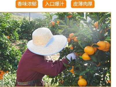 光富柑橘 万亩蜜桔基地产地直供 无中间商 打蜡包装一条龙服务图2