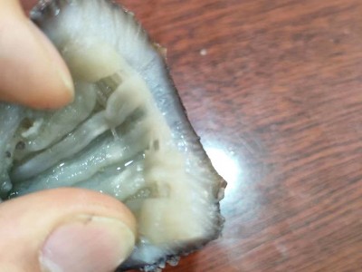 现货即食海参 辽刺参新鲜鲜活冷冻海参礼盒非干货野生厂家批发图4