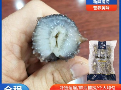 现货即食海参 辽刺参新鲜鲜活冷冻海参礼盒非干货野生厂家批发图2