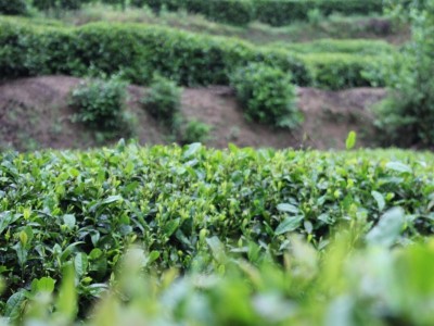 2023年新茶汉中仙毫汉中绿茶散茶午子仙毫春茶50g毛尖特产茶叶图3