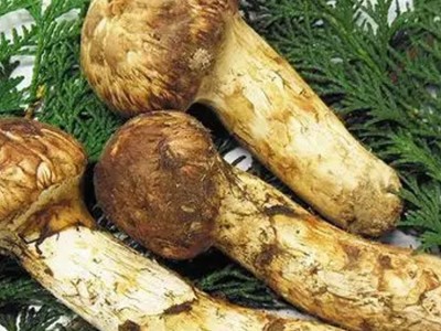 松茸 特产食用菌 7-9厘米 冷藏发货 品类可选 现货出售图5