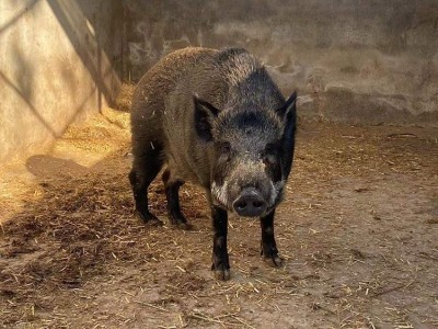 特种野猪价格 30斤种猪价格 鲁坤 野猪苗量大从优图3