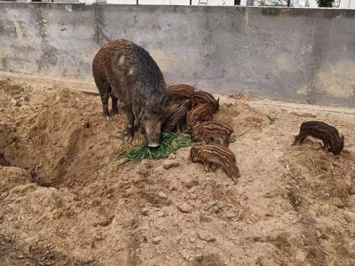 特种野猪价格 30斤种猪价格 鲁坤 野猪苗量大从优图2