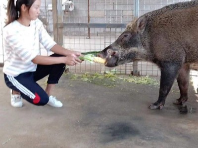 特种野猪价格 30斤种猪价格 鲁坤 野猪苗量大从优图4