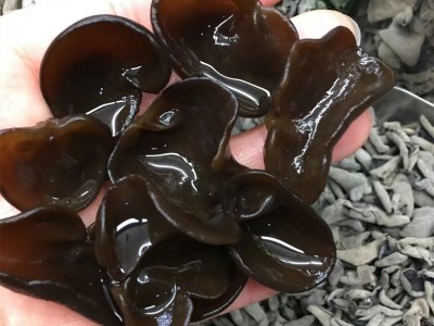 老鼠耳 东北黑木耳干货小碗耳秋木耳干木耳肉厚一德路批发图3
