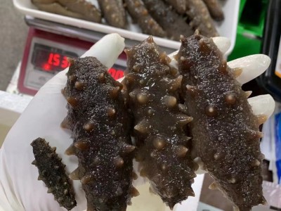 大连辽参 酒店食材海鲜干货淡干海参干货 一德路批发 规格齐全图3