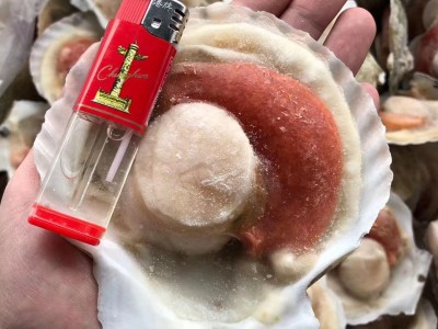 冷冻扇贝 虾夷扇贝 冷冻半壳虾夷扇贝 烧烤扇贝1箱10公斤 2箱起发图5