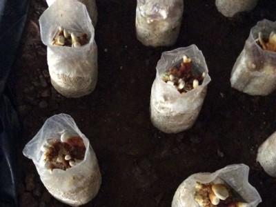 食用菌 一级种 试管母种 斜面种 黑木耳 高温低温菌种图5