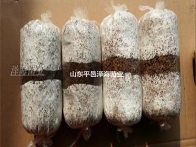 食用菌 一级种 试管母种 斜面种 黑木耳 高温低温菌种图3