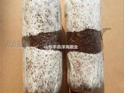 食用菌 一级种 试管母种 斜面种 黑木耳 高温低温菌种图2