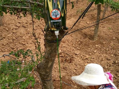 大树营养液吊针液九千滴大树营养液树木营养液催芽液抗病1000毫升图2
