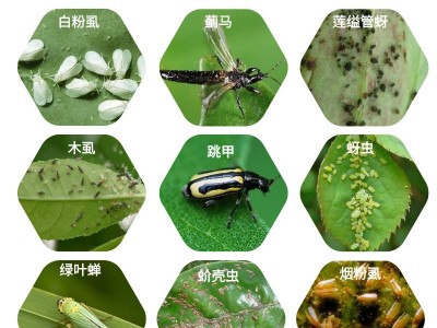 10%啶虫脒啶虫咪 蔬菜果树茶叶蚜虫飞虱蓟马跳甲绿叶蝉杀虫剂农药图3