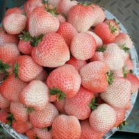 桃熏草莓苗苗圃正宗出售批发产品种多质量好价格优草莓苗