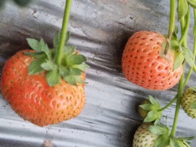 桃熏草莓苗苗圃正宗出售批发产品种多质量好价格优草莓苗图4