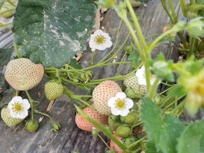 桃熏草莓苗苗圃正宗出售批发产品种多质量好价格优草莓苗图2