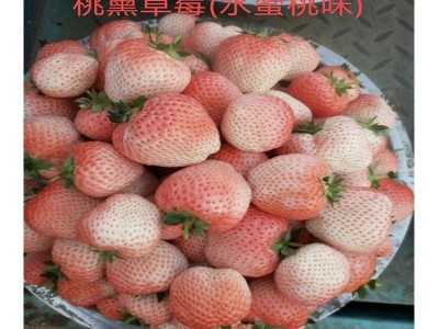 桃熏草莓苗苗圃正宗出售批发产品种多质量好价格优草莓苗图5