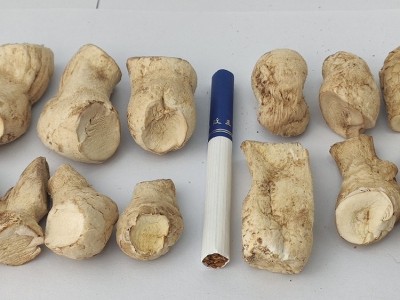 大鹏菇业大量供应 优质散装干货食用菌香菇酱厂专用双剪香菇脚图3