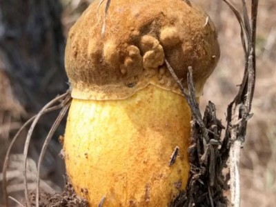 当季野生黄牛肝菌 味道鲜美 营养丰富 货源充足 欢迎致电图3