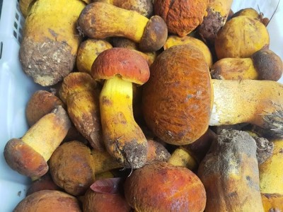 当季野生黄牛肝菌 味道鲜美 营养丰富 货源充足 欢迎致电图4