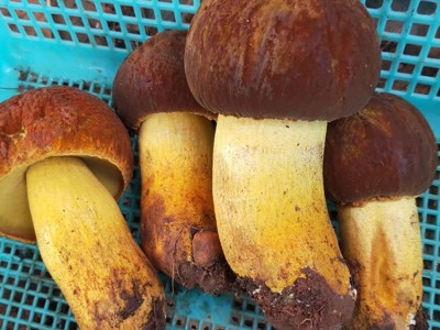 当季野生黄牛肝菌 味道鲜美 营养丰富 货源充足 欢迎致电图2
