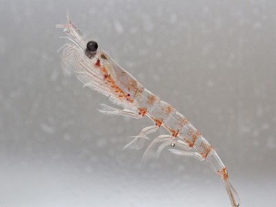 水族馆海洋动物饵料（南极鳞虾）图2