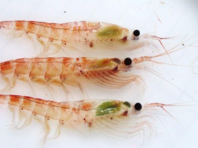 水族馆海洋动物饵料（南极鳞虾）图5