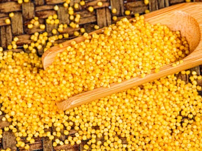 黄小米500g农家种植色泽金黄小米五谷杂粮粥粗粮批发一件代发图5