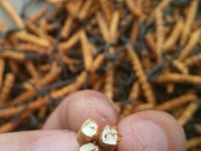 冬虫夏草 冬虫夏草批发 冬虫夏草 3条/克图5