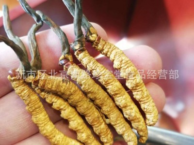 批发贵州虫草 亚香棒虫草 冬虫夏草 虫草 2-3条每克图3