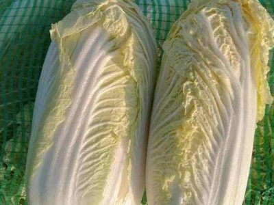 直供娃娃菜新鲜蔬菜农家现摘现发小颗白菜嫩滑爽口 10吨起批图3