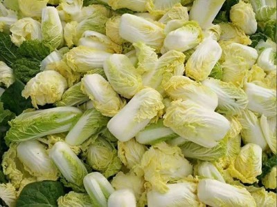直供娃娃菜新鲜蔬菜农家现摘现发小颗白菜嫩滑爽口 10吨起批图4