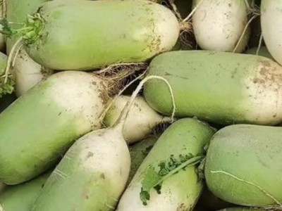 升鑫现拔现发应季蔬菜青萝卜 品质从优 物美价廉图2