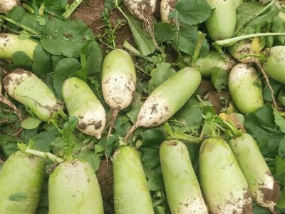 升鑫现拔现发应季蔬菜青萝卜 品质从优 物美价廉图5
