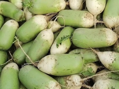 升鑫现拔现发应季蔬菜青萝卜 品质从优 物美价廉图3