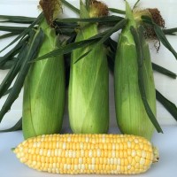现摘鲜玉米 新鲜爆浆可生吃当季脆嫩非转基因蔬菜