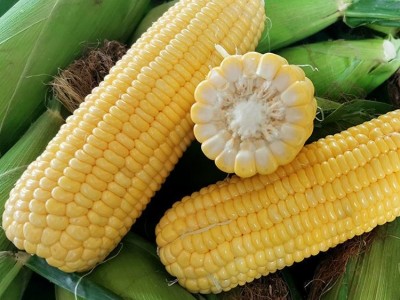 现摘鲜玉米 新鲜爆浆可生吃当季脆嫩非转基因蔬菜图2