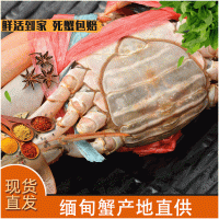 零售 鲜活缅甸蟹 红膏母蟹 3.5-5.0两/只 2斤大概5只 产地直供