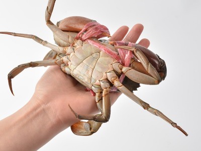 零售 鲜活缅甸蟹 红膏母蟹 3.5-5.0两/只 2斤大概5只 产地直供图4