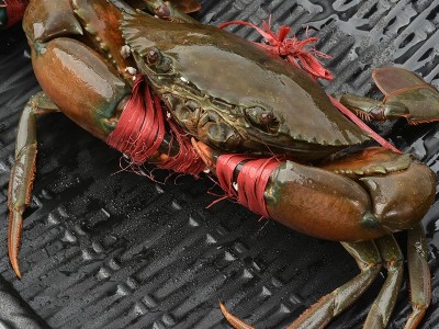 批发鲜活缅甸蟹个大体肥肉蟹煲 壳薄肉嫩3.2-4.2两/只 2斤大概5只图3